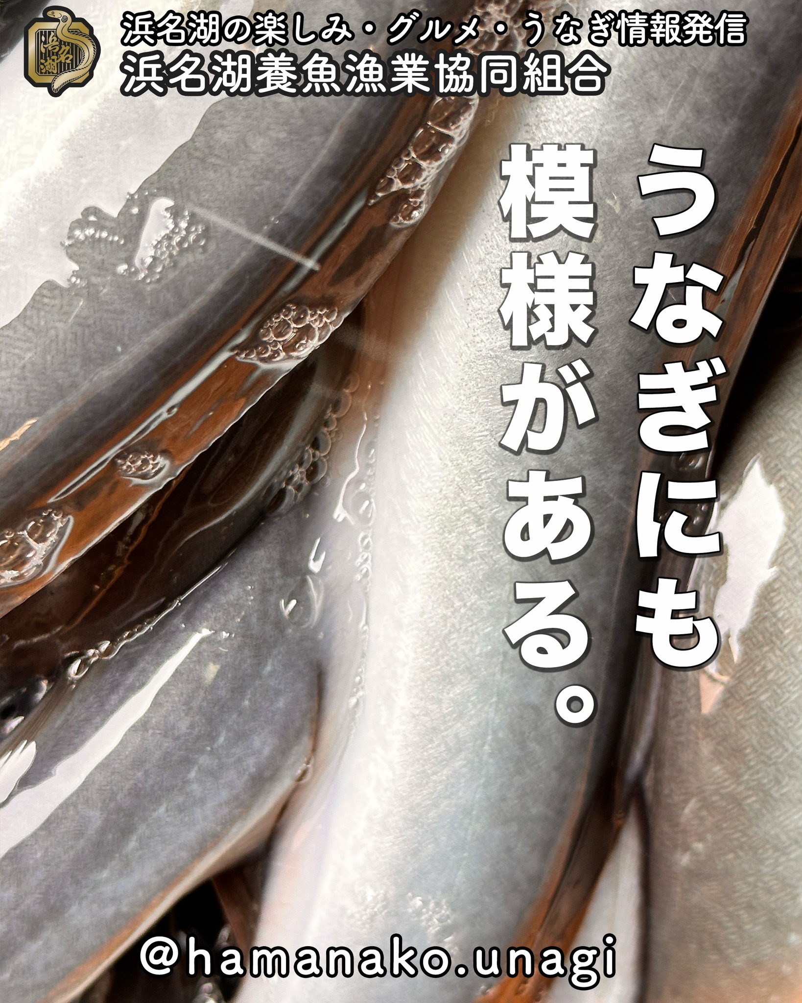 うなぎの皮にも模様があるの知ってる？.

こーんな模様がついてるんです！

白から濃いグレーの
グラデーションだけだと思っていたでしょ？

違うんですよっ！

しかも模様が
なんか和っぽい

そんな感じしませんか？

もし、生のうなぎを見る機会があったら
じーーっとみてみて😀

~~~~~~~~~~~~~~~⛩️~~~~
浜名湖を中心に、グルメ、文化
お店など浜名湖の観光情報を
みなさまにお届けしています。

参考になったら、
面白いなぁと感じたら

いいね！&フォローを
お願いいたします。

浜名湖養魚漁業組合
@hamanako.unagi

〜〜〜〜〜〜〜〜〜〜〜〜〜

#浜名湖養魚漁業組合
#浜名湖観光
#浜松観光
#浜松グルメ
#遠州グルメ
#浜名湖グルメ 
#浜名湖うなぎ
#うなぎの模様