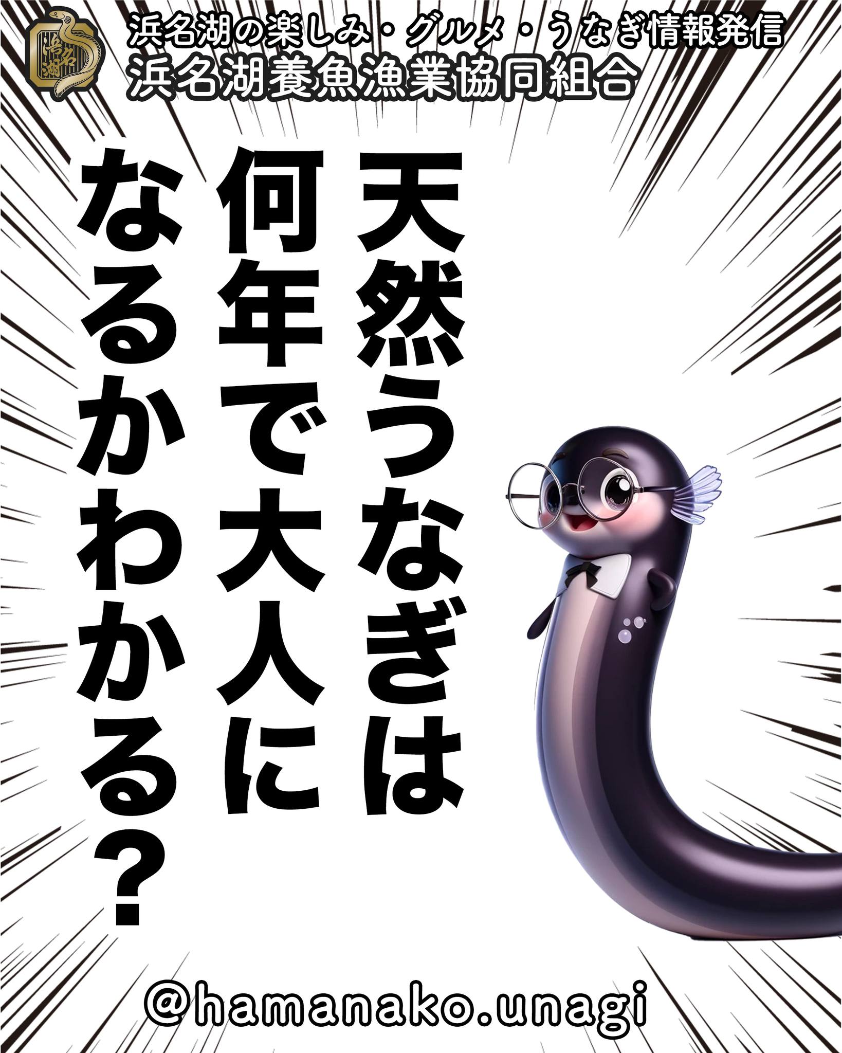 天然うなぎは、どれくらいで食べられるサイズになるの？.

天然うなぎが
食べられるサイズに成長するには

／
　通常5～10年程度
＼

かかると言われています。

その成長過程はこんな感じです。

１）孵化から稚魚（シラスウナギ）

西マリアナ海嶺で孵化したうなぎは
海流に乗って日本近海まで移動します。

日本の河口や内陸の淡水域に
到達する頃には

　「シラスウナギ」

と呼ばれる

　体長5～7センチ

の半透明な姿になっています。

２）稚魚から成魚へ

川や湖に遡上したうなぎは
淡水環境で成長を続けます。

成長速度は、環境や餌の量
地域によって異なりますが
一般的に

　5～10年かけて

　体長50～70センチ

　重さ500g〜1kg程度

まで成長します。
このサイズが食用として適しています。

３）成長を左右する要因

天然うなぎの成長は
生息する水温や餌の豊富さに
大きく依存します。

餌が豊富で水温が適切な環境では
比較的早く成長しますが
過酷な環境では成長が遅くなることもあります。

この長い成長期間が
天然うなぎの希少性や高価さに
つながっています。

また、近年では
天然うなぎの個体数が減少しており
環境保護が重要な課題となっています。

~~~~~~~~~~~~~~⛩️~~~~
浜名湖を中心に、グルメ、文化
お店など浜名湖の観光情報を
みなさまにお届けしています。

参考になったら、
面白いなぁと感じたら

いいね！&フォローを
お願いいたします。

浜名湖養魚漁業組合
@hamanako.unagi

〜〜〜〜〜〜〜〜〜〜〜〜〜

#浜名湖養魚漁業組合
#浜名湖うなぎ
#天然うなぎ
#うなぎの成長
#うなぎの生態
#うなぎの豆知識