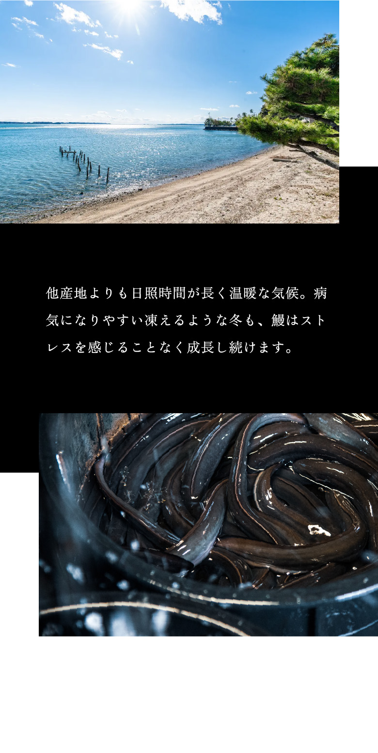 他産地よりも日照時間が長く温暖な気候。病気になりやすい凍えるような冬も、鰻はストレスを感じることなく成長し続けます。