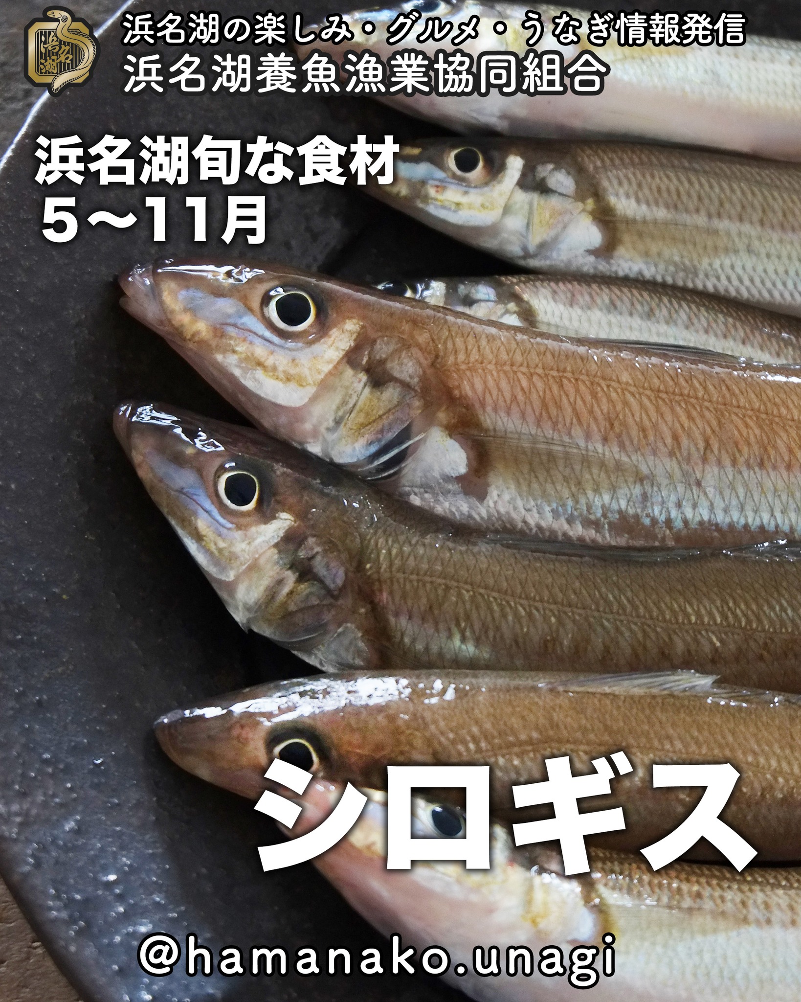 浜名湖旬な食材「シロギス」.
５〜１１月

シロギスっていったら
やっぱり、天ぷらですよね😀

フライもあるけど
やっぱり天ぷら

ふわっふわの天ぷらを
天汁で食べてもよしっ
お塩でいただいてもよしっ

口の中でふわっととろける感覚は
シロギスならではないですか？

大好きなんだよなぁ
シロギス🥰

他にもおすすめの食べ方があったら
ぜひ教えてくださいね

~~~~~~~~~~~~~~~⛩️~~~~
浜名湖を中心に、グルメ、文化
お店など浜名湖の観光情報を
みなさまにお届けしています。

参考になったら、
面白いなぁと感じたら

いいね！&フォローを
お願いいたします。

浜名湖養魚漁業組合
@hamanako.unagi

〜〜〜〜〜〜〜〜〜〜〜〜〜

#浜名湖養魚漁業組合
#浜名湖観光
#浜松観光
#浜松グルメ
#遠州グルメ
#浜名湖グルメ
#浜名湖の旬の味 
#シロギス 
#キスの天ぷら 
#キスの天ぷらふわふわ 
#キスのフライ揚げ