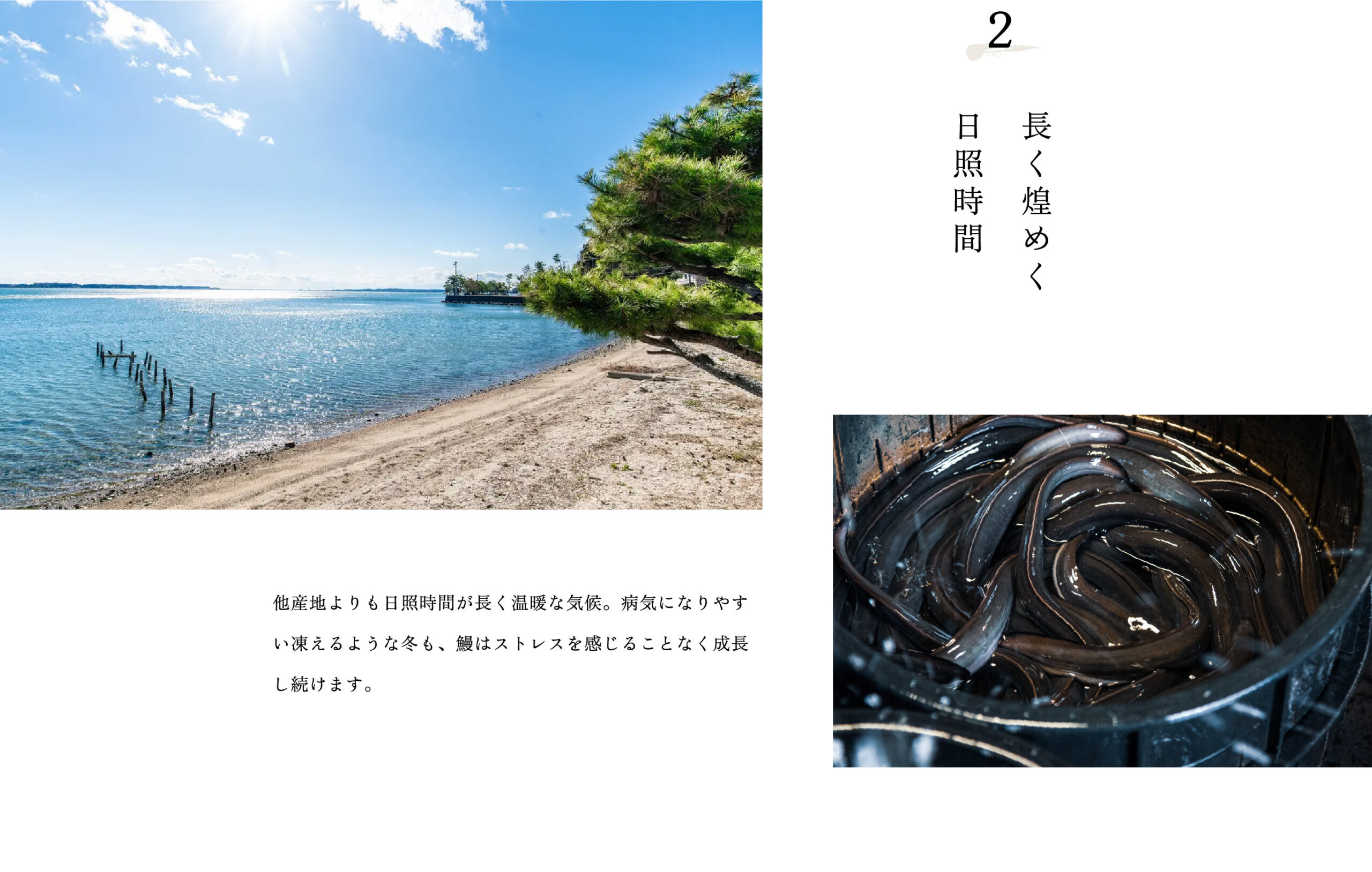 2.長く煌めく日照時間。他産地よりも日照時間が長く温暖な気候。病気になりやすい凍えるような冬も、鰻はストレスを感じることなく成長し続けます。