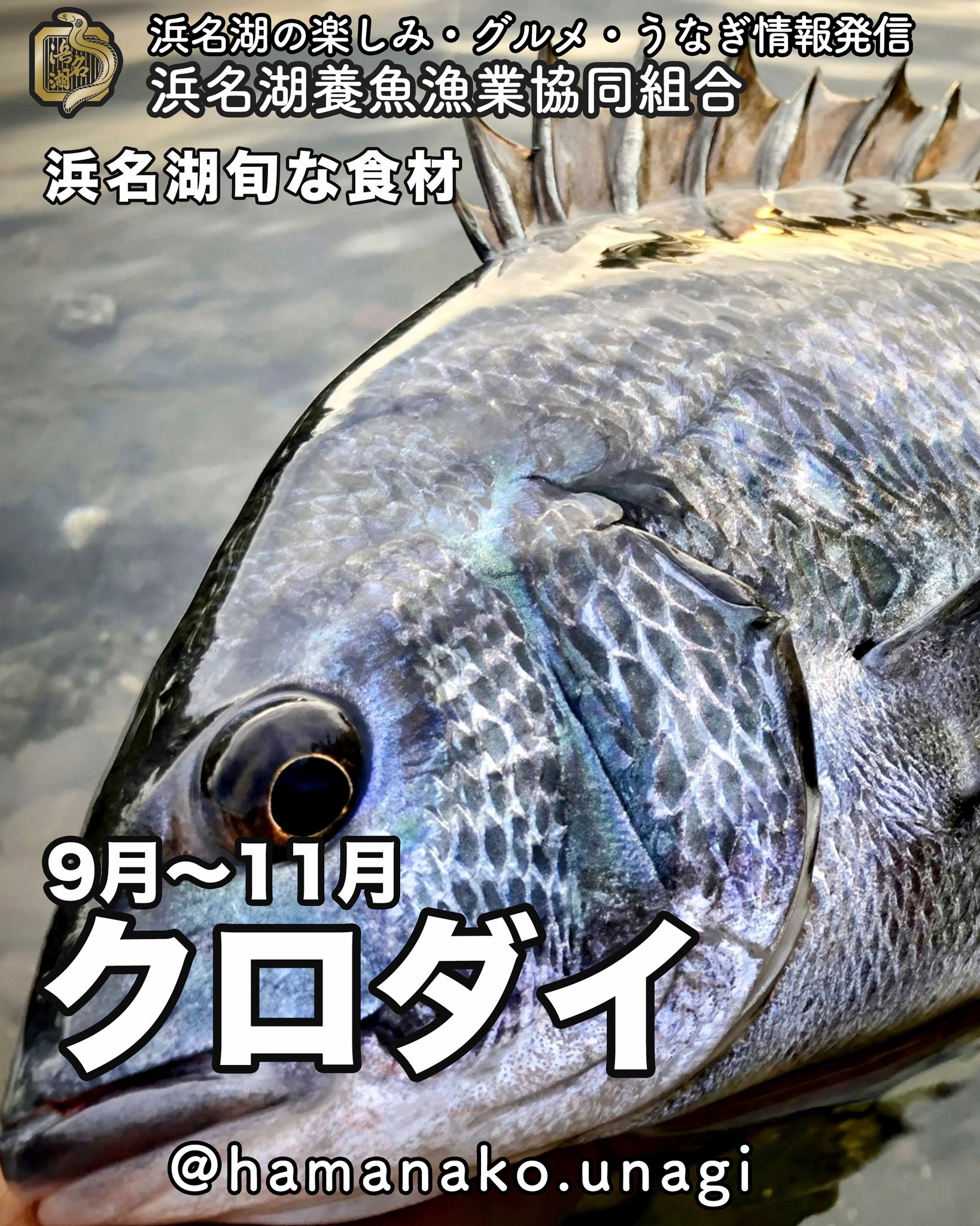 浜名湖旬な食材「クロダイ」.

クロダイのお刺身は美味しい！
真鯛とは違う味がする

、、、気がする

遠州はまでは、黒鯛がよく釣れます。
「三軒家」っていうポイントが
昔はよく釣れていたらしいんだけど
今はどうなのかな？

浜名湖でもぶっ込み釣り（あってたかな？）
が有名ですよね！

釣って楽しい！
食べても美味しいクロダイ。

他にもおすすめの食べ方ってありますか？

~~~~~~~~~~~~~~~⛩️~~~~
浜名湖を中心に、グルメ、文化
お店など浜名湖の観光情報を
みなさまにお届けしています。

参考になったら、
面白いなぁと感じたら

いいね！&フォローを
お願いいたします。

浜名湖養魚漁業組合
@hamanako.unagi

〜〜〜〜〜〜〜〜〜〜〜〜〜

#浜名湖養魚漁業組合
#浜名湖観光
#浜松観光
#浜松グルメ
#遠州グルメ
#浜名湖グルメ
#浜名湖の旬の味 
#クロダイ
#黒鯛
#黒鯛釣り