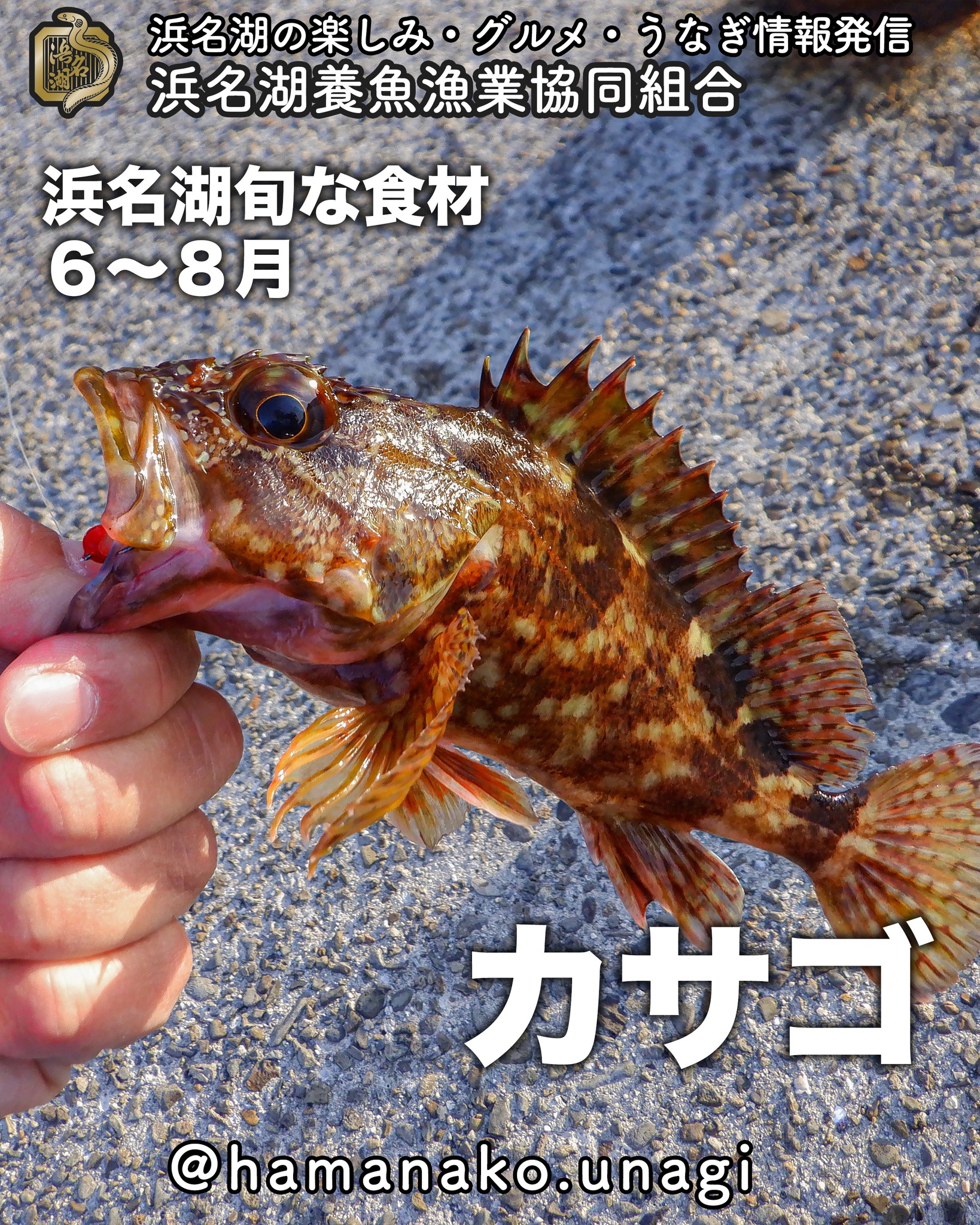 浜名湖旬の食材「カサゴ」
６〜８月

見た目のグロテスクな感じからは
想像ができない上品なお味。

煮付けや
姿揚げ

なんかが有名だよね

他におすすめの食べ方があったら
ぜひぜひ教えてくださいね

どちらもご飯のお供にも
お酒の肴にも完璧

旬のカサゴをぜひ味わってくださいね。

~~~~~~~~~~~~~~~⛩️~~~~
浜名湖を中心に、グルメ、文化
お店など浜名湖の観光情報を
みなさまにお届けしています。

参考になったら、
面白いなぁと感じたら

いいね！&フォローを
お願いいたします。

浜名湖養魚漁業組合
@hamanako.unagi

〜〜〜〜〜〜〜〜〜〜〜〜〜

#浜名湖養魚漁業組合
#浜名湖観光
#浜松観光
#浜松グルメ
#遠州グルメ
#浜名湖グルメ
#浜名湖の旬の味 
#カサゴ 
#カサゴの煮付け