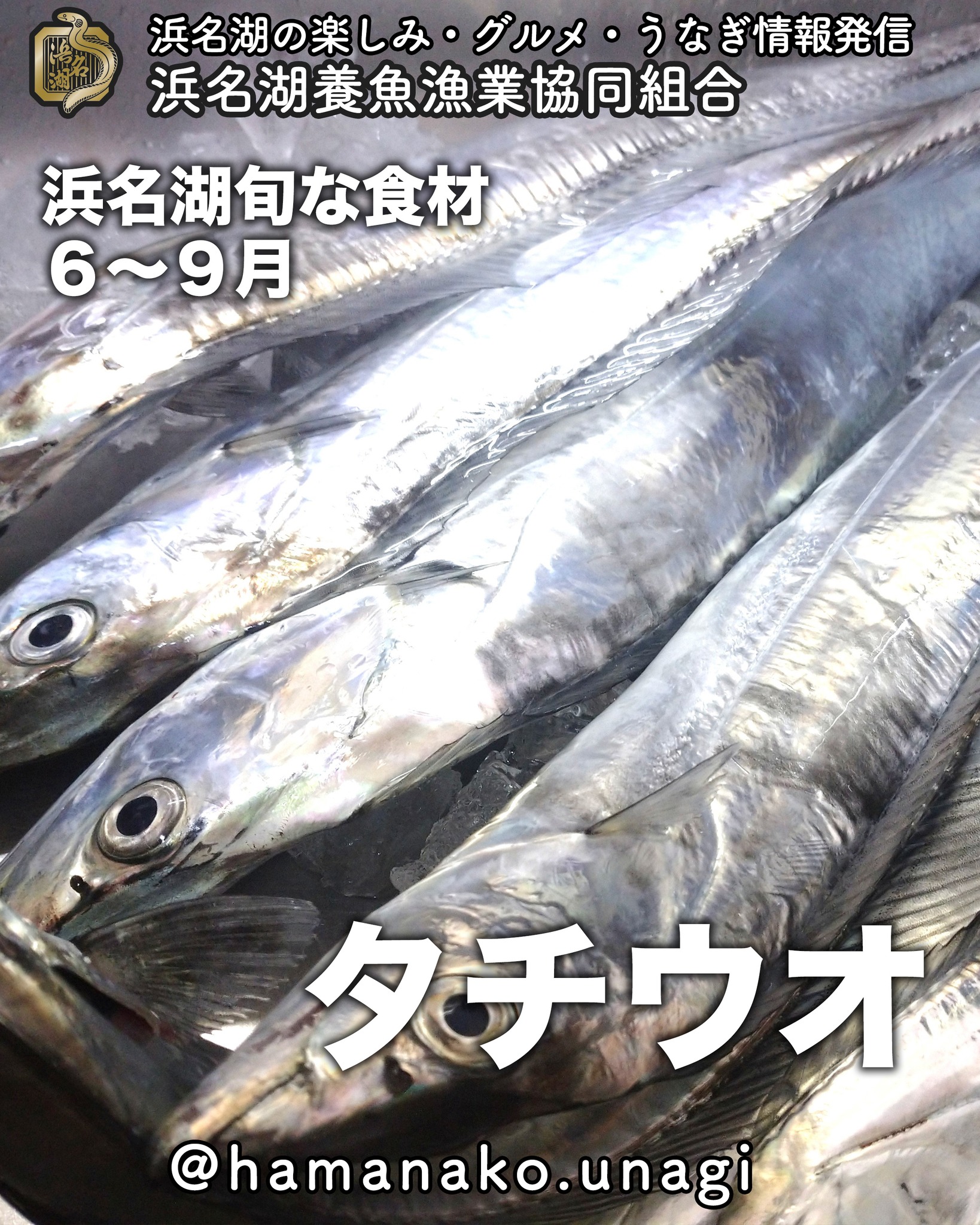 浜名湖の旬な食材「太刀魚」
６〜９月

ほんとに太刀（タチ）のような輝き
初めて見る人はびっくりしますよね？

このキラッキラのお魚が
あんなにおいしくなっちゃうんだから
生物って不思議。。。

太刀魚って言ったら
やっぱり塩焼きが一番好きかなぁ

あなたはどんな食べ方が好きですか？

~~~~~~~~~~~~~~~⛩️~~~~
浜名湖を中心に、グルメ、文化
お店など浜名湖の観光情報を
みなさまにお届けしています。

参考になったら、
面白いなぁと感じたら

いいね！&フォローを
お願いいたします。

浜名湖養魚漁業組合
@hamanako.unagi

〜〜〜〜〜〜〜〜〜〜〜〜〜

#浜名湖養魚漁業組合
#浜名湖観光
#浜松観光
#浜松グルメ
#遠州グルメ
#浜名湖グルメ
#浜名湖の旬の味 
#太刀魚
#タチウオ 
#太刀魚料理