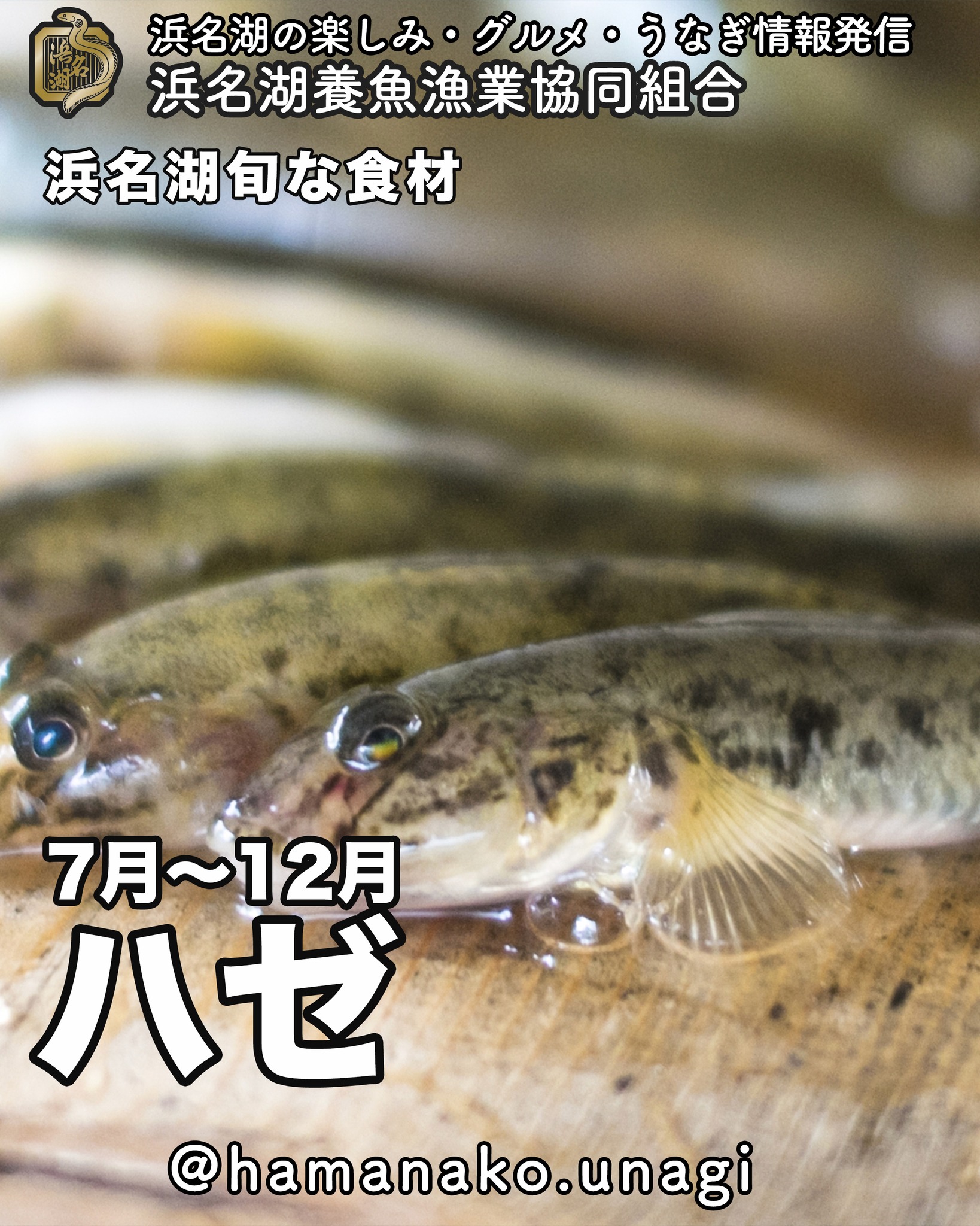 素朴な美味しさであと引く「ハゼ」.

浜名湖で釣りと言ったら

／
　ハゼ
＼

っていうぐらいメジャーなお魚。

このハゼ
めっちゃ美味しいですよね！

身があっさりしているから
パクパク食べ続けられちゃう️

ハゼの天ぷらやフライもいいけど
お刺身も美味しいんですよ！
たま〜〜〜に、見かけることがあります。

見かけたら、絶対食べたほうがいいです

なかなか食べられませんよ！

~~~~~~~~~~~~~~~⛩️~~~~
浜名湖を中心に、グルメ、文化
お店など浜名湖の観光情報を
みなさまにお届けしています。

参考になったら、
面白いなぁと感じたら

いいね！&フォローを
お願いいたします。

浜名湖養魚漁業組合
@hamanako.unagi

〜〜〜〜〜〜〜〜〜〜〜〜〜

#浜名湖養魚漁業組合
#浜名湖観光
#浜松観光
#浜松グルメ
#遠州グルメ
#浜名湖グルメ
#浜名湖の旬の味 
#ハゼ
#ハゼ釣り
#ハゼの天ぷら