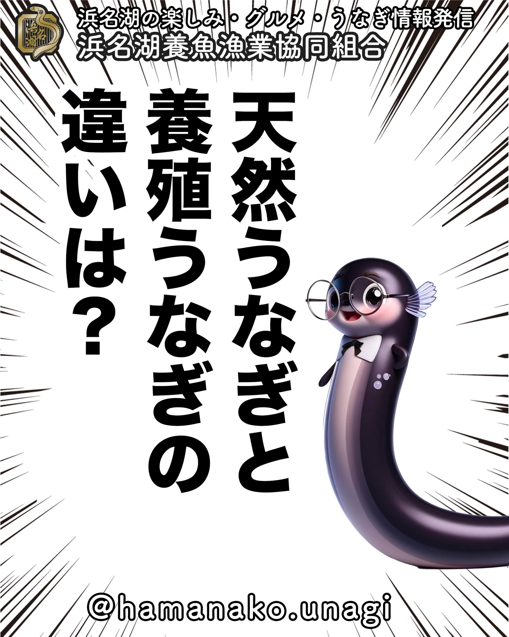 天然うなぎと養殖うなぎの違い.

なんとなく
天然うなぎがいいのかな？
って思ってしまうかもしれなけど

実際には、
天然うなぎと養殖うなぎの違いって
しってる？

違いというと・・・

養殖うなぎは脂がよくのっていて
天然うなぎは引き締まった身と
さっぱりとした味わいが特徴です。

天然うなぎは、川で捕獲されるうなぎなので
品質は住んでいる場所の水質や
食べている餌に大きく影響されます。

養殖うなぎは、稚魚の段階で養殖池に移され
飼育用の餌で育てられます。
なので、養殖場自体の環境により違いはあるものの、
質はおおむね安定していると言えます。

なので、どちらがいいというよりは
好みの問題に大きく影響されます。

また、天然うなぎは澄んでいる川によって
特徴が変わるので
各地の名産地でたべる天然うなぎは
違いを感じるかもしれません。

旅行が好きだったり
出張で各地を飛び回る人は
行く先々で
天然うなぎを食べ比べてみても
面白いかもしれないね！

~~~~~~~~~~~~~~~⛩️~~~~
浜名湖を中心に、グルメ、文化
お店など浜名湖の観光情報を
みなさまにお届けしています。

参考になったら、
面白いなぁと感じたら

いいね！&フォローを
お願いいたします。

浜名湖養魚漁業組合
@hamanako.unagi

〜〜〜〜〜〜〜〜〜〜〜〜〜

#浜名湖養魚漁業組合
#浜名湖観光
#浜松観光
#浜松グルメ
#遠州グルメ
#浜名湖グルメ 
#天然うなぎ
#養殖うなぎ