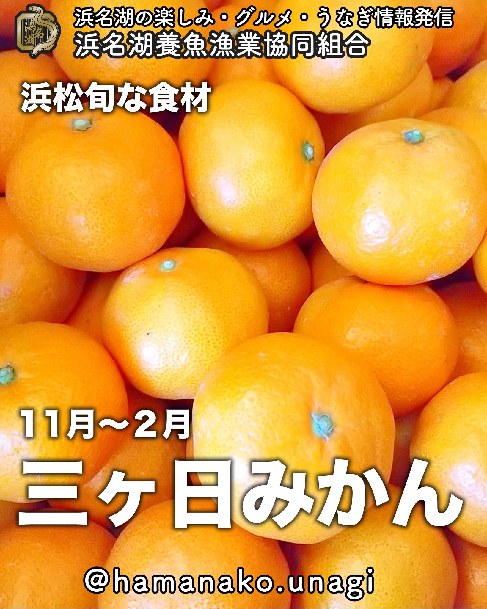 甘くて濃厚！三ヶ日みかんのひみつ .

静岡県浜松市の 三ヶ日・細江エリア は
日本有数のみかんの名産地！

ここで育つ 三ヶ日みかん は、
甘みと酸味のバランスが絶妙 で
濃厚な味わいが特徴です

🌞 なぜ三ヶ日みかんは美味しいの？ 🌞

 たっぷりの太陽の恵み️ … 南向きの丘陵地で光をいっぱい浴びる！
 自然が生み出す絶妙な気候 … 冬は山が寒風を防ぎ、夏は浜名湖の風が涼しさを運ぶ！
 長年のこだわり栽培‍ … 100年以上続くみかん作りの伝統

 歴史もちょっとご紹介！ 

三ヶ日みかんの栽培は 明治時代 から始まり
今では全国的に有名なブランドみかんに！

果肉がぎっしり詰まった 濃厚な甘さ は
一度食べたら忘れられない美味しさです🤤

　あなたはどうやって食べる？
　そのまま派？ジュース派？ 
　＼ コメントで教えてね！／

 「三ヶ日みかん食べたい！」と思ったら
「」の絵文字をコメント！

~~~~~~~~~~~~~~⛩️~~~~
浜名湖を中心に、グルメ、文化
お店など浜名湖の観光情報を
みなさまにお届けしています。

参考になったら、
面白いなぁと感じたら

いいね！&フォローを
お願いいたします。

浜名湖養魚漁業組合
@hamanako.unagi

〜〜〜〜〜〜〜〜〜〜〜〜〜

#三ヶ日みかん #浜松グルメ #静岡みかん #旬の味覚 #果物好き #みかんのある暮らし #地産地消 #日本の美味しいもの #冬の味覚 #ビタミンCたっぷり #浜名湖の恵み #japanesefood #tastejapan