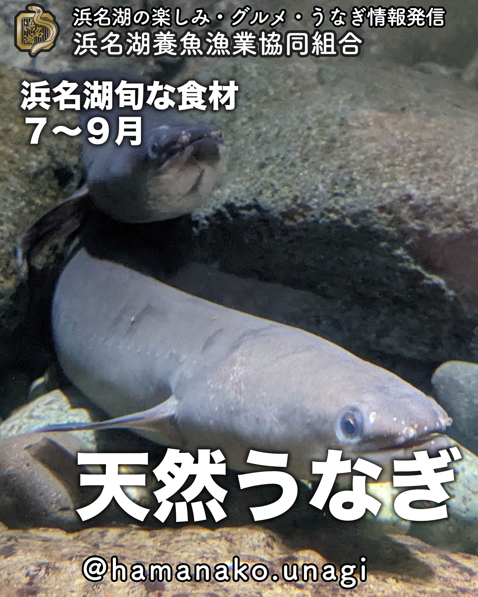 浜名湖の旬な食材「天然うなぎ」
６〜９月

天然うなぎも今時期が
美味しいんです。

天然うなぎは、養殖うなぎとちがって
住んでいる場所の環境によって
味わいが変わってきます。

浜名湖や、天竜川でも
違いが出てくるみたい、、、ですよ！

ぜひ、食べ比べ！
してみてくださいね

~~~~~~~~~~~~~~~⛩️~~~~
浜名湖を中心に、グルメ、文化
お店など浜名湖の観光情報を
みなさまにお届けしています。

参考になったら、
面白いなぁと感じたら

いいね！&フォローを
お願いいたします。

浜名湖養魚漁業組合
@hamanako.unagi

〜〜〜〜〜〜〜〜〜〜〜〜〜

#浜名湖養魚漁業組合
#浜名湖観光
#浜松観光
#浜松グルメ
#遠州グルメ
#浜名湖グルメ
#浜名湖の旬の味 
#天然うなぎ