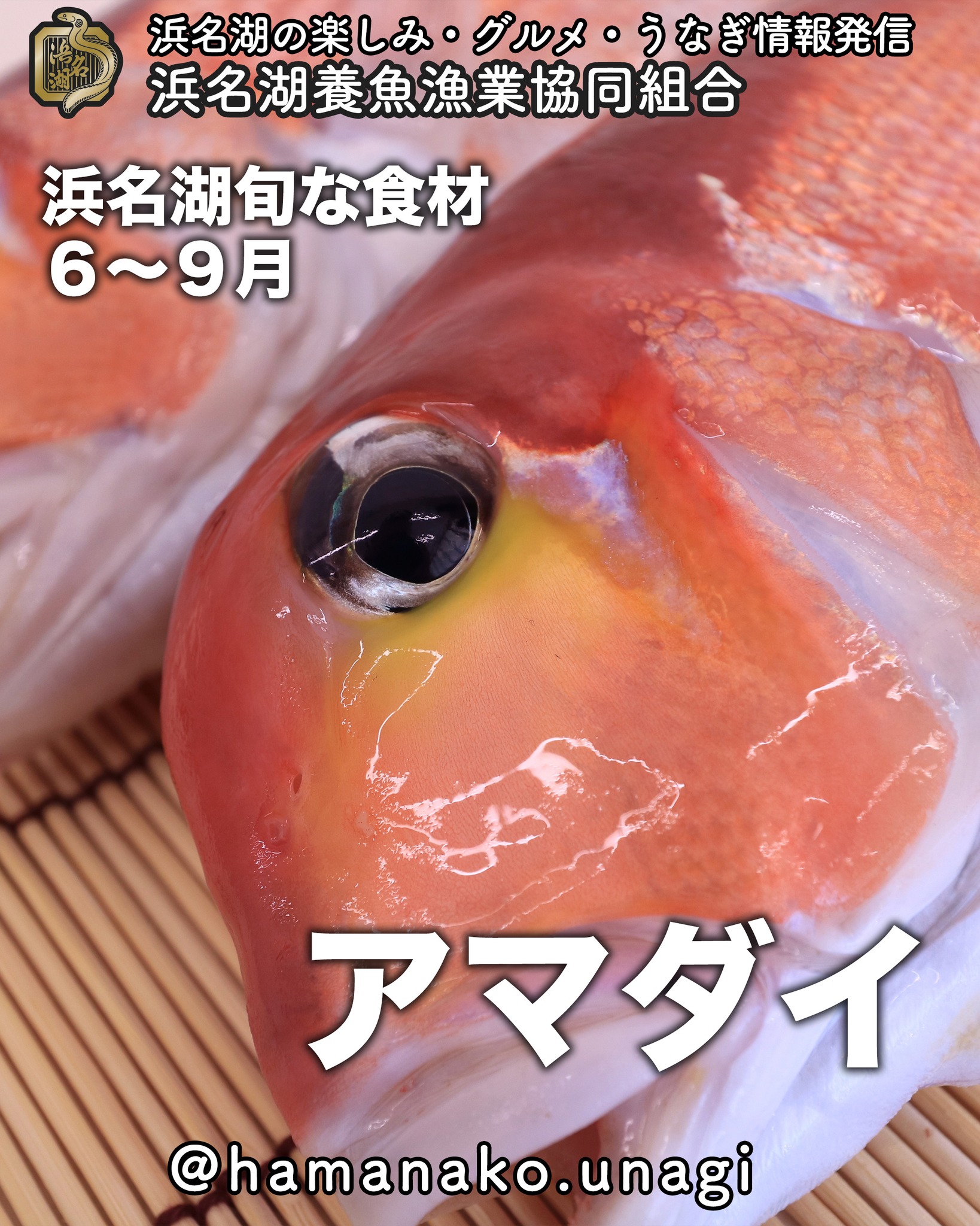 浜名湖旬な食材「アマダイ」
６月〜９月

浜名湖の旬な食材といっても
浜名湖沖の外洋で取れます。

あまり刺身にすることはないみたいだけど
中にはお刺身やお寿司のネタにも
なっているみたいですね。

柔らかくて淡白。

よく見かけるのは干物
かもしれません。

照り焼き、最強焼き、若狭焼き
などの料理で食べられます。

日本近海物は、高級食材として
扱われていますよ！

~~~~~~~~~~~~~~⛩️~~~~
浜名湖を中心に、グルメ、文化
お店など浜名湖の観光情報を
みなさまにお届けしています。

参考になったら、
面白いなぁと感じたら

いいね！&フォローを
お願いいたします。

浜名湖養魚漁業組合
@hamanako.unagi

〜〜〜〜〜〜〜〜〜〜〜〜〜

#浜名湖養魚漁業組合
#浜名湖観光
#浜松観光
#浜松グルメ
#遠州グルメ
#浜名湖グルメ 
#アマダイ