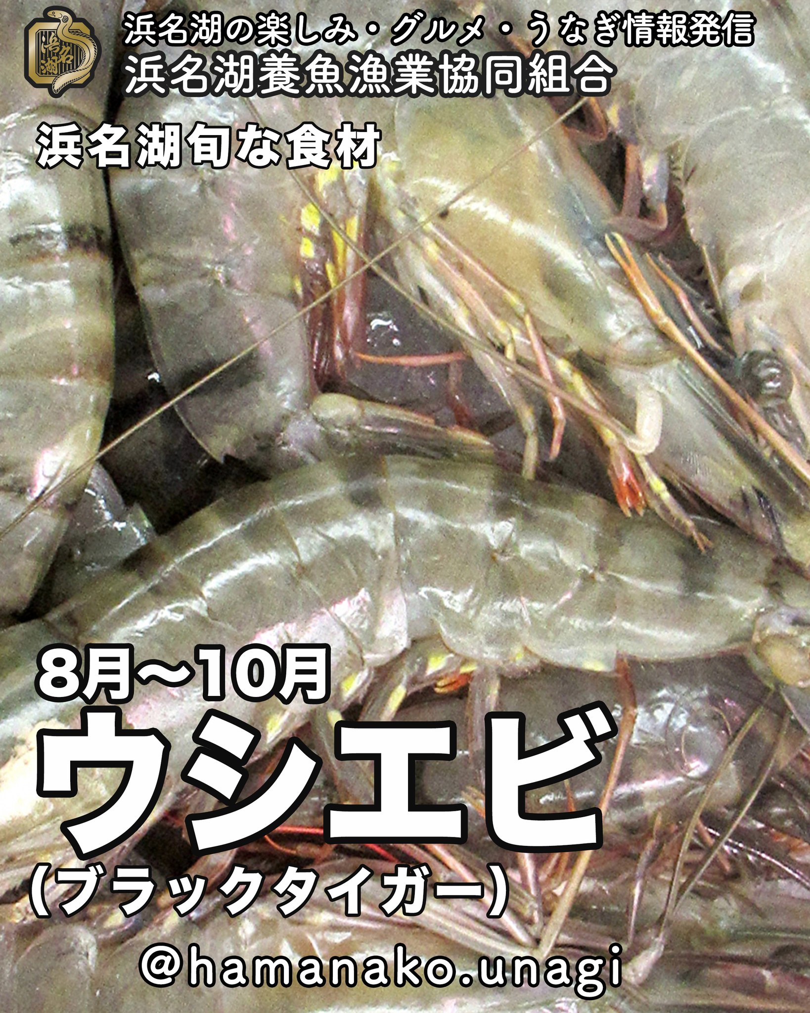 浜名湖旬な食材「ウシエビ」.

ウシエビって聞くと
あまり耳馴染みがないけど
スーパーなどでは

「ブラックタイガー」

として売られています。

もしかしたら、
一番馴染みのあるエビかもしれないよね。

多い食べ方は
やっぱりエビフライかな？

１度だけ
ブラックタイガーのお刺身を食べたけど
とってもおいしかったよ！

浜名湖のウシエビは
なかなかの希少だから
見かけたら即ゲット

~~~~~~~~~~~~~~~⛩️~~~~
浜名湖を中心に、グルメ、文化
お店など浜名湖の観光情報を
みなさまにお届けしています。

参考になったら、
面白いなぁと感じたら

いいね！&フォローを
お願いいたします。

浜名湖養魚漁業組合
@hamanako.unagi

〜〜〜〜〜〜〜〜〜〜〜〜〜

#浜名湖養魚漁業組合
#浜名湖観光
#浜松観光
#浜松グルメ
#遠州グルメ
#浜名湖グルメ
#ウシエビ
#ブラックタイガー
#エビフライ