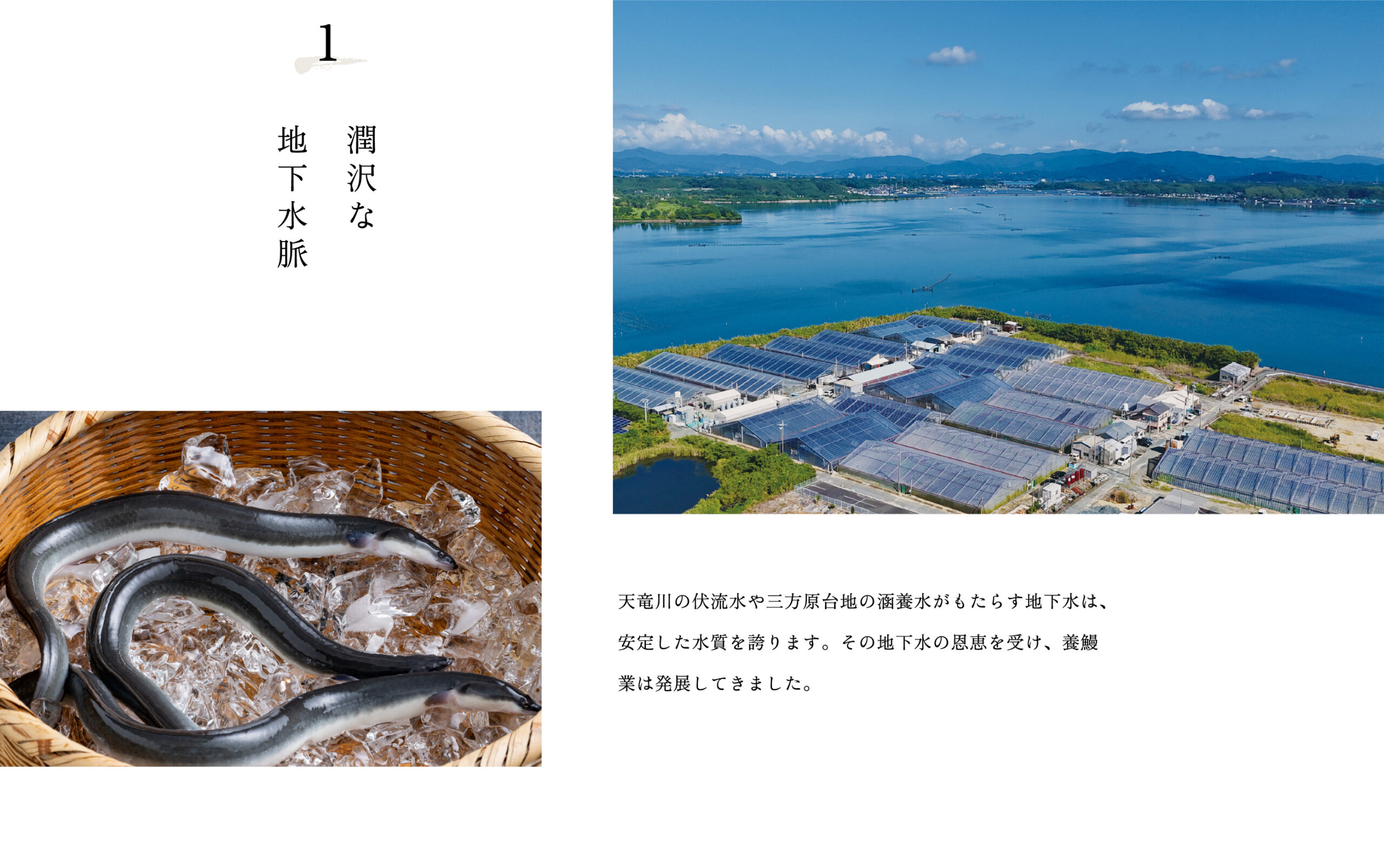 1.潤沢な地下水脈。天竜川の伏流水や三方原台地の涵養水がもたらす地下水は、安定した水質を誇ります。その地下水の恩恵を受け、養鰻業は発展してきました。