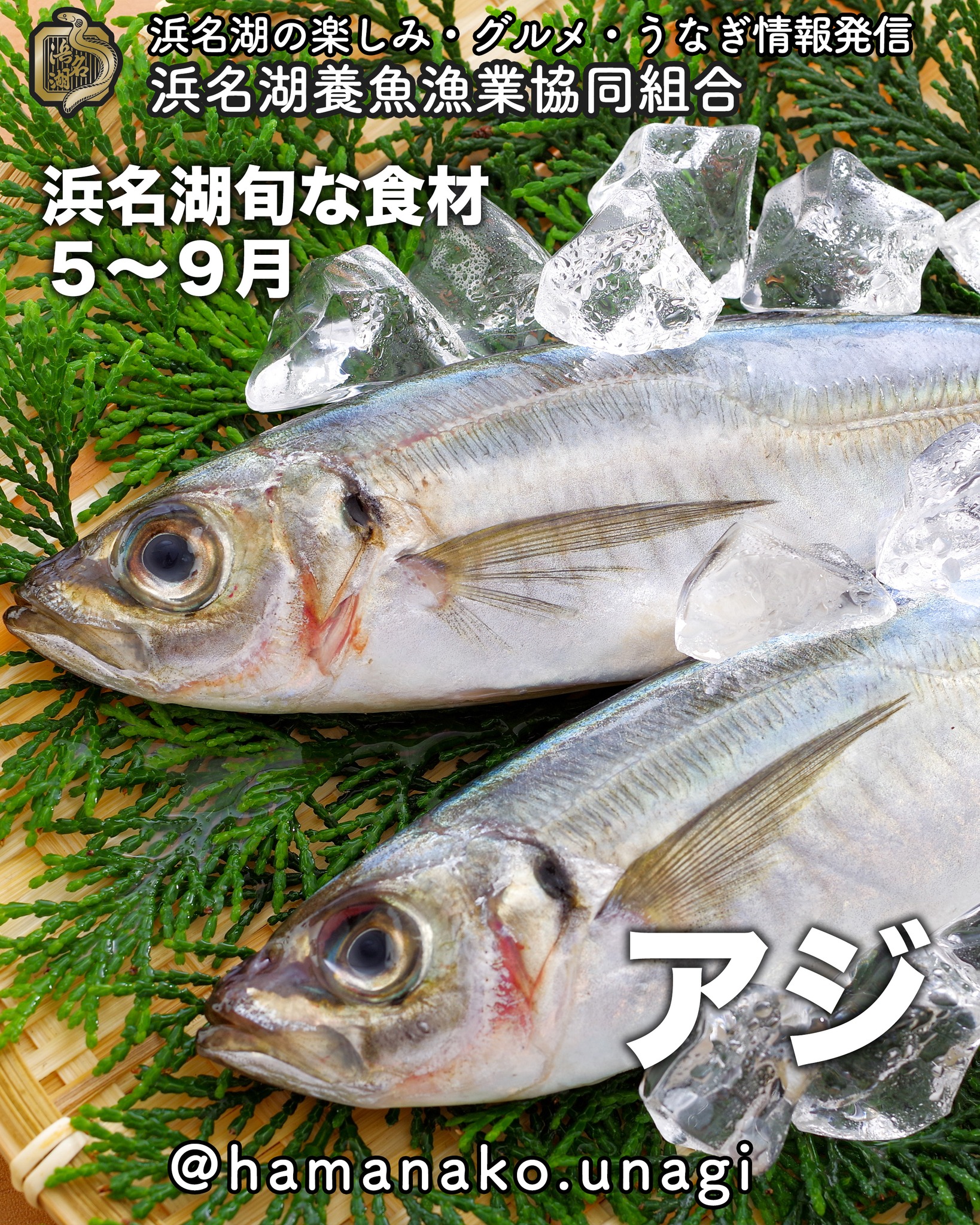 浜名湖の旬な食材「アジ」
5月〜9月

アジフライに
アジのたたき

リーズナブルで
贅沢な味わいを提供してくれる
嬉しい食材ですよね！

とりあえず頼んでおけば
失敗はない！

そんな食材！

新鮮なアジのたたきを
生姜で食べて
ビールを一飲み

この時期の贅沢ですね😀

~~~~~~~~~~~~~~~⛩️~~~~
浜名湖を中心に、グルメ、文化
お店など浜名湖の観光情報を
みなさまにお届けしています。

参考になったら、
面白いなぁと感じたら

いいね！&フォローを
お願いいたします。

浜名湖養魚漁業組合
@hamanako.unagi

〜〜〜〜〜〜〜〜〜〜〜〜〜

#浜名湖養魚漁業組合
#浜名湖観光
#浜松観光
#浜松グルメ
#遠州グルメ
#浜名湖グルメ
#浜名湖の旬の味 
#アジ 
#アジフライ最高 
#アジのたたき