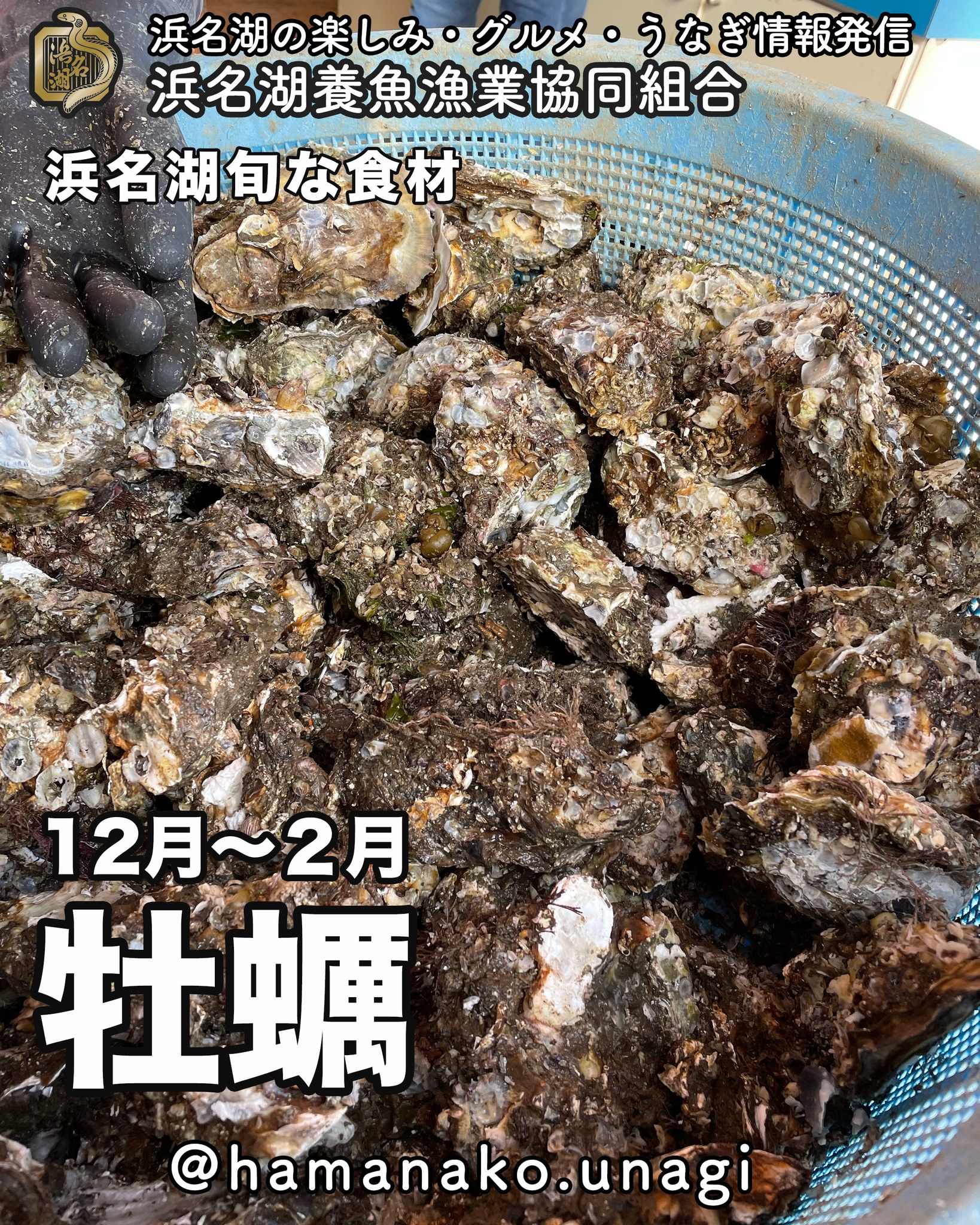 浜名湖牡蠣のシーズンがやってきました！！.

浜名湖の冬の特産品といったらこれ！
やっぱり「牡蠣」ですね️

焼き牡蠣
牡蠣鍋
カキフライ
牡蠣蒲丼
牡蠣の天ぷら

いろいろありますが
どんな食べ方が好きですか？

もっと、他の食べ方で
おすすめがあったら
ぜひぜひ教えてくださいね！

牡蠣の天ぷらを初めて食べた時
「すっごい、うまい！」
って思いました。

天ぷらは合わないんじゃないかと
かって思っていましたが

いやいやいや、、、

めっちゃ美味しい！

見かけたら１度食べてみてくださいね。

~~~~~~~~~~~~~~~⛩️~~~~
浜名湖を中心に、グルメ、文化
お店など浜名湖の観光情報を
みなさまにお届けしています。

参考になったら、
面白いなぁと感じたら

いいね！&フォローを
お願いいたします。

浜名湖養魚漁業組合
@hamanako.unagi

〜〜〜〜〜〜〜〜〜〜〜〜〜

#浜名湖養魚漁業組合
#浜名湖観光
#浜松観光
#浜松グルメ
#遠州グルメ
#浜名湖グルメ
#浜名湖の旬の味
#浜名湖の牡蠣
#カキフライ
#牡蠣蒲丼
#牡蠣の天ぷら