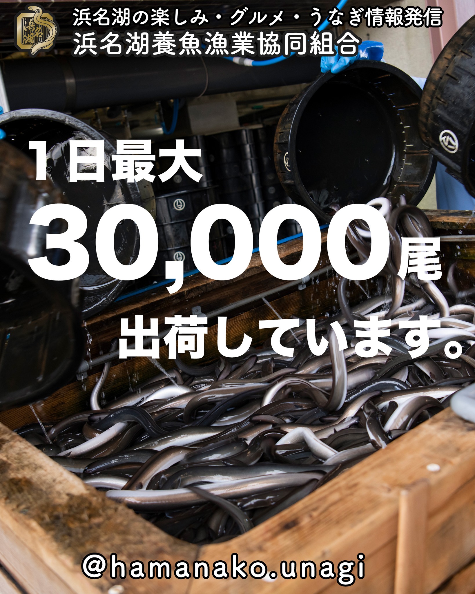 1日最大3万尾！浜名湖うなぎの一大拠点 .

浜名湖は、日本有数の
うなぎの名産地 🏞️

その中でも 浜名湖養魚漁業協同組合は
浜名湖産うなぎにこだわり続ける
最大級の出荷元 です！

 浜名湖うなぎのこだわり 

 浜名湖産100% のうなぎのみを厳選
 熟練の技術で焼き上げ
 最高の鮮度 で全国の食卓へお届け

浜名湖うなぎの伝統を守り続ける私たちが
確かな品質のうなぎ をお届けします！

本物の浜名湖うなぎを
ぜひご賞味ください

気になった方はプロフィールのリンクから
通販サイトをのぞいてみてくださいね。

~~~~~~~~~~~~~~⛩️~~~~
浜名湖を中心に、グルメ、文化
お店など浜名湖の観光情報を
みなさまにお届けしています。

参考になったら、
面白いなぁと感じたら

いいね！&フォローを
お願いいたします。

浜名湖養魚漁業組合
@hamanako.unagi

〜〜〜〜〜〜〜〜〜〜〜〜〜

#浜名湖うなぎ
#浜名湖グルメ
#浜名湖産
#うなぎ好き
#本物の味
#伝統の技
#静岡グルメ
#浜松グルメ
#日本の美味しいもの
#うなぎの名産地
#国産うなぎ
#贅沢グルメ
#おうちでうなぎ
#UnagiLover
#TasteJapan