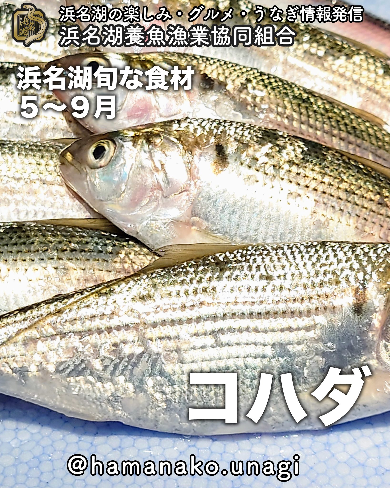 浜名湖の旬な食材「コハダ」
５月〜９月

コハダといったら
やっぱり一番初めに想像するのは
お寿司じゃないでしょうか？

一番初めは
キュッとしまった
コハダを食べたいですよね〜

コハダはコノシロの小さい時の呼び名で
だいたい8~10cmぐらいの頃を
コハダと呼ぶそうです。

小さい魚を丁寧に捌いて
処理するのは職人の技を感じますね！

~~~~~~~~~~~~~~~⛩️~~~~
浜名湖を中心に、グルメ、文化
お店など浜名湖の観光情報を
みなさまにお届けしています。

参考になったら、
面白いなぁと感じたら

いいね！&フォローを
お願いいたします。

浜名湖養魚漁業組合
@hamanako.unagi

〜〜〜〜〜〜〜〜〜〜〜〜〜

#浜名湖養魚漁業組合
#浜名湖観光
#浜松観光
#浜松グルメ
#遠州グルメ
#浜名湖グルメ
#浜名湖の旬の味 
#コノシロ
#コハダ